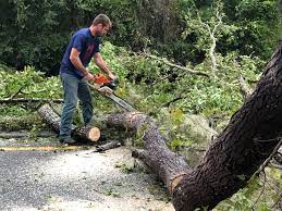 Best Lot and Land Clearing  in Southside Place, TX