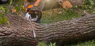 Best Lawn Renovation and Restoration  in Southside Place, TX