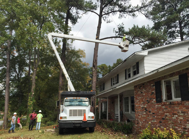 Best Tree Trimming and Pruning  in Southside Place, TX