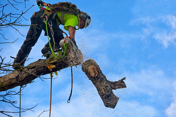 Best Commercial Tree Services  in Southside Place, TX